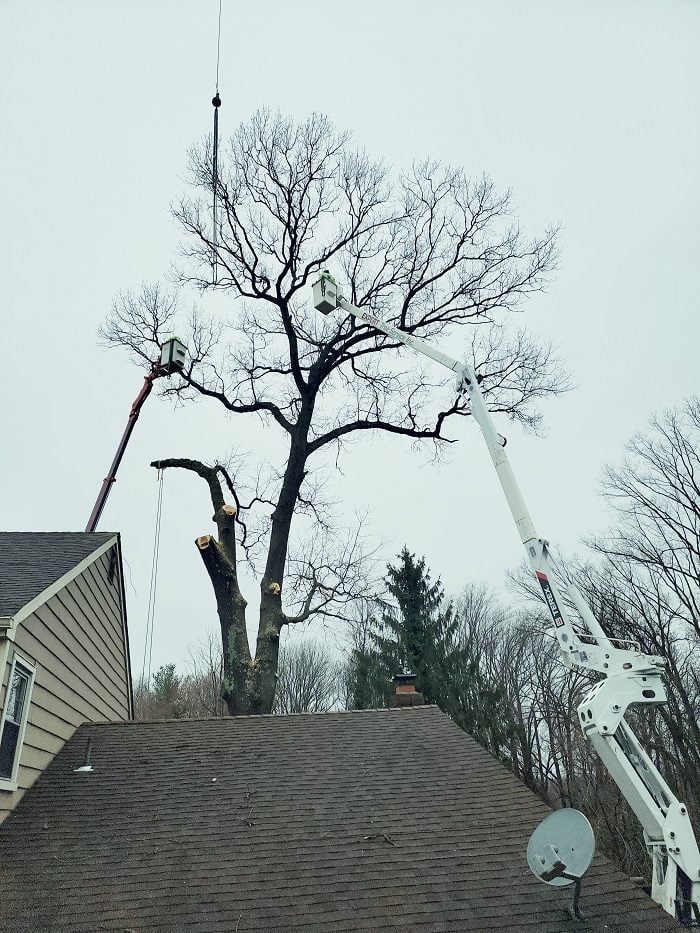 Tree lifting with crane